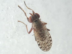 Pherbellia schoenherri