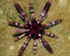 Phyllacanthus imperialis