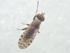 Pherbellia schoenherri