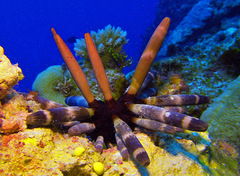 Phyllacanthus imperialis