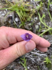 Thelymitra pulchella