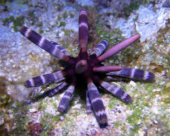 Phyllacanthus imperialis image