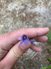 Thelymitra × dentata