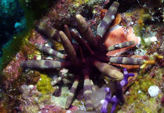 Phyllacanthus imperialis