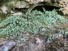 Asplenium montanum