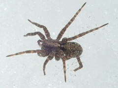 Pardosinae