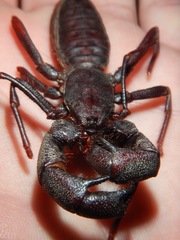 Mastigoproctus giganteus