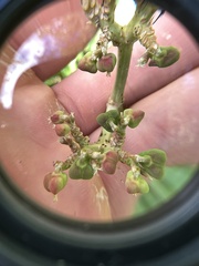 Euphorbia heterophylla