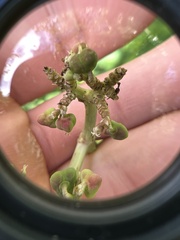 Euphorbia heterophylla