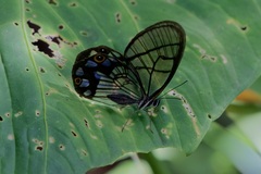 Pseudohaetera mimica