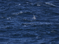 Sterna hirundinacea