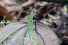 Libethra