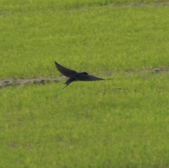 Hirundo rustica