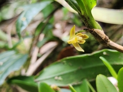 Maxillaria pendula