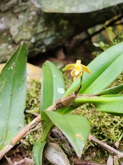 Maxillaria pendula