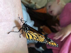 Danaus plexippus