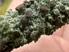 Physcia pumilior