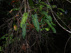 Philodendron billietiae