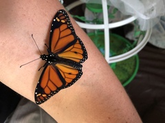 Danaus plexippus