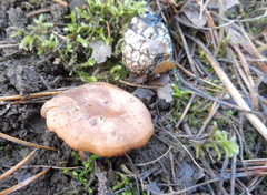 Bonomyces