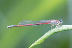 Oxyagrion hempeli