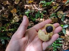 Hernandia nymphaeifolia