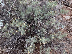 Ericameria laricifolia