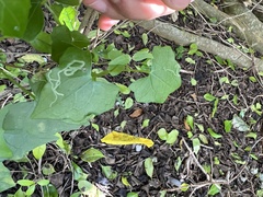 Leucospilapteryx venustella