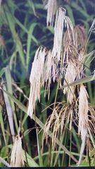 Miscanthus nepalensis