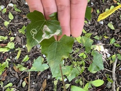 Leucospilapteryx venustella