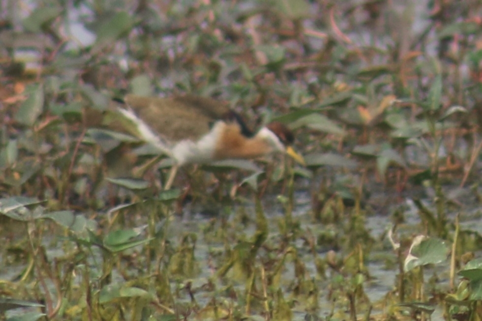 Bronze-winged Jacana