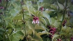 Leycesteria formosa