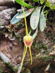 Masdevallia infracta