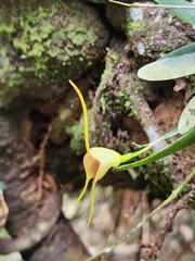 Masdevallia infracta