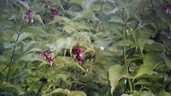 Leycesteria formosa