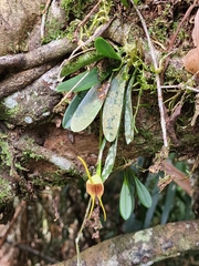 Masdevallia infracta