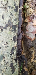 Hydnoporia tabacina image