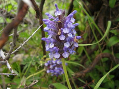 Nepeta laevigata