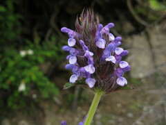Nepeta laevigata