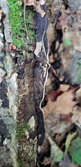 Hydnoporia tabacina image