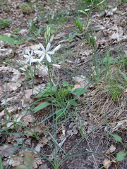 Anthericum liliago