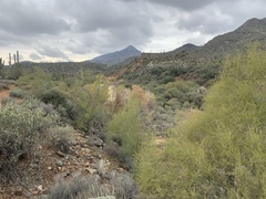 Parkinsonia microphylla