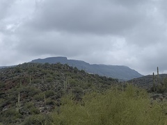 Parkinsonia microphylla