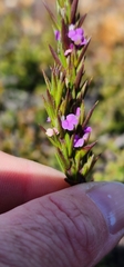 Muraltia satureioides
