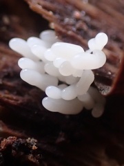 Stemonitopsis typhina