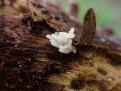 Stemonitopsis typhina