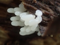 Stemonitopsis typhina