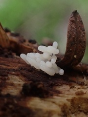 Stemonitopsis typhina