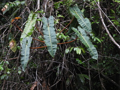 Philodendron billietiae