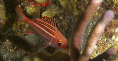 Neoniphon vexillarium